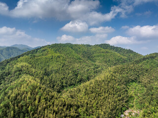 Bamboo Forest on the Mountain