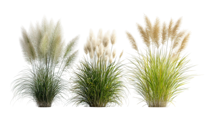 Four Sets of Ornamental Fountain Grass Side by Side on Transparent Background