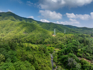 Bamboo Forest on the Mountain