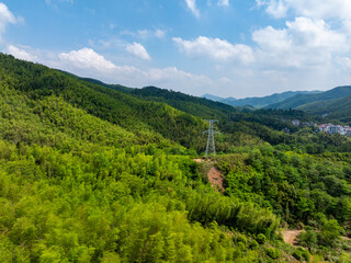 Bamboo Forest on the Mountain