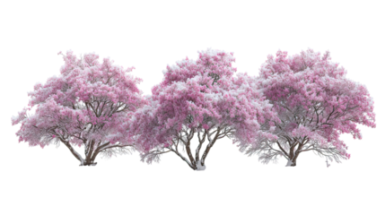 Three Snowy Azalea Trees Blooming in Winter Side by Side on Transparent Background