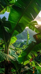 Lush green banana leaves framing a view of a sunlit tropical landscape