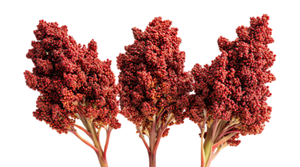Three Sorghum Plants Side by Side with Red Grain Clusters on Transparent Background