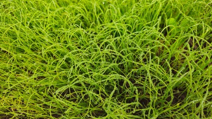 Fresh Green Seedlings Growing in Soil, Young Plant Farm Background. Freshly sprouted onions, Vegetable garden, Onion seedlings, vegetable seeds