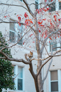 Squirrel perched on tree branch near building