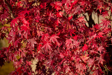 autumn leaves background