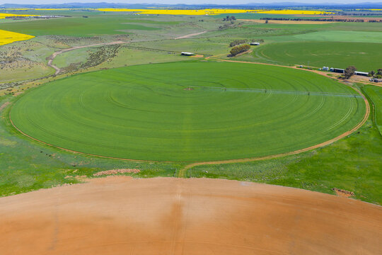 Irrigation sprinkler on a circular green crops on farmland - Powered by Adobe