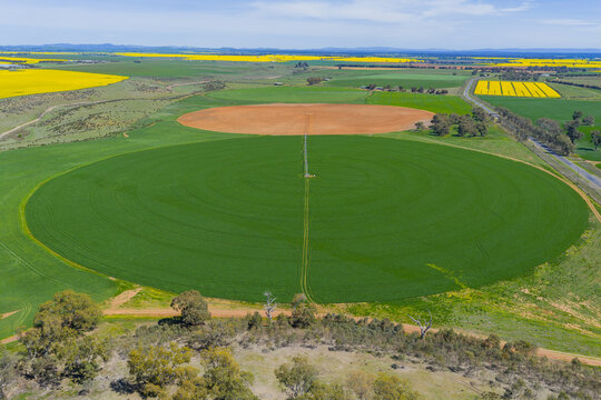 Irrigation sprinkler on a circular green crops on farmland