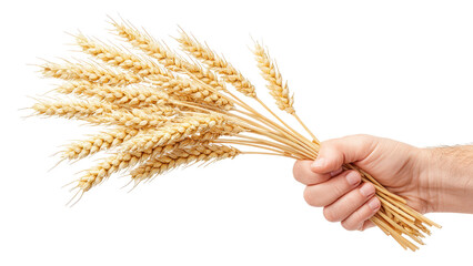 Obraz premium Hand Holding Wheat Stalks on White Background, Harvest, Agriculture, and Food Concepts
