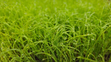 Fresh Green Seedlings Growing in Soil, Young Plant Farm Background. Freshly sprouted onions, Vegetable garden, Onion seedlings, vegetable seeds