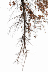 Obraz premium Natural oak branch on white background