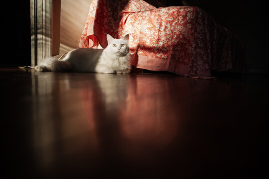 White cat lying in sunlight

