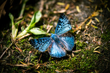 Blue Butterfly on Sunlit Forest Floor