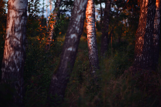 Forest trees summer nature