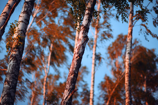 Forest trees autumn nature