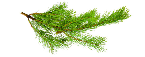green pine branch isolated on transparent background for decoration 
