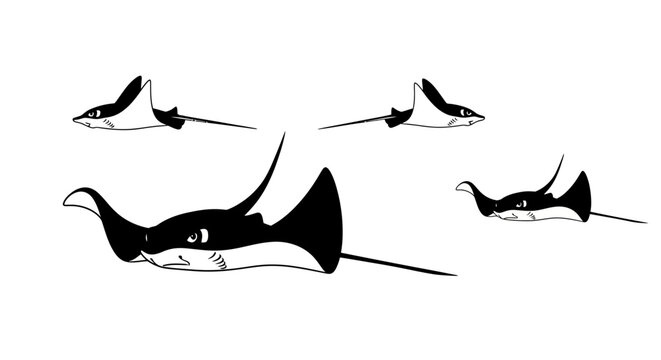 Manta rays swimming together with transparent background