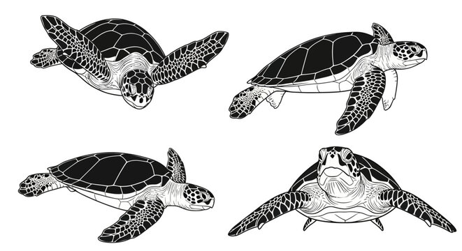 Sea turtle outline set with transparent background