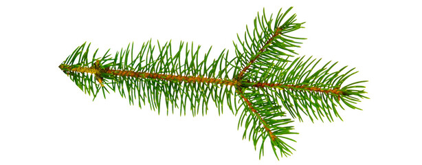 twig of pine isolated on transparent background
