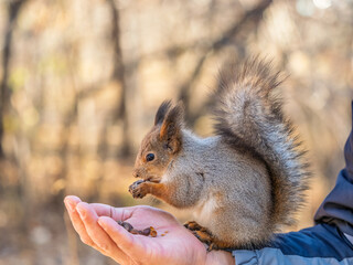 A squirrel in the spring or autumn eats nuts from a human hand. Eurasian red squirrel, Sciurus vulgaris
