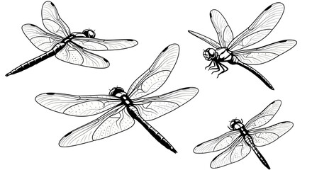 Dragonflies in flight with transparent background