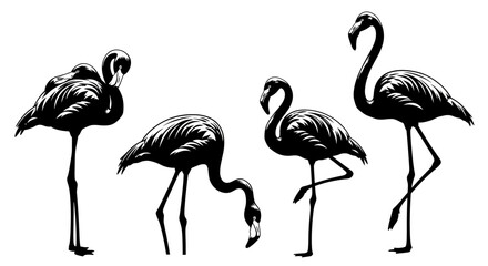 Naklejka premium Flamingos group in black and white with transparent background