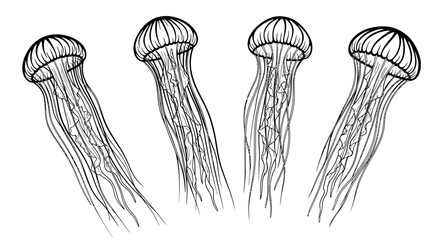 Four jellyfish with transparent background