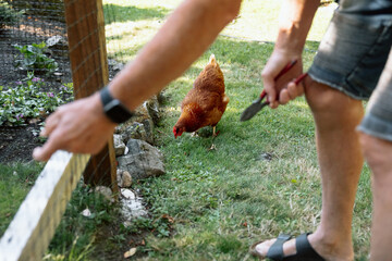 Candid garden scene of a chicken near a fence with family
