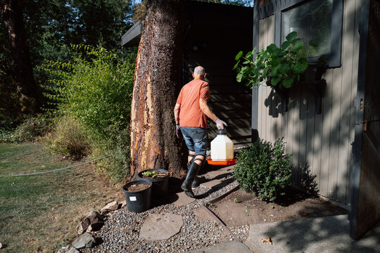 Candid backyard scene: man carries container near shed and tree