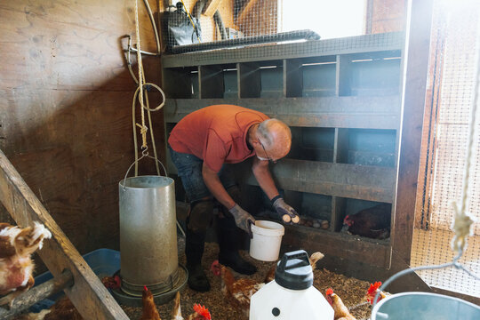 Candid farmer collecting eggs in a rustic chicken coop