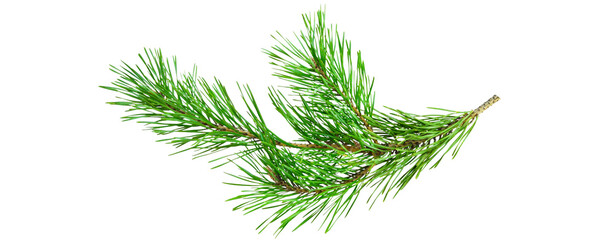 green fir branch isolated on transparent background