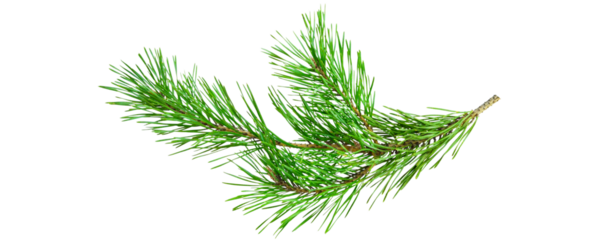 green fir branch isolated on transparent background