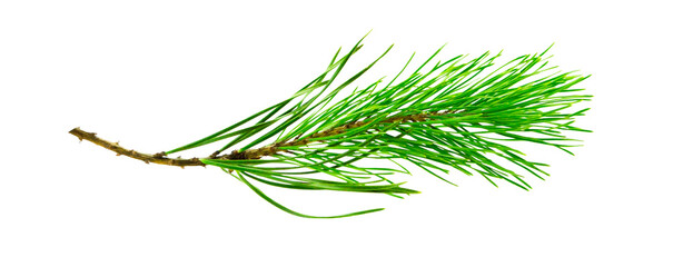 single fir branch isolated on transparent background