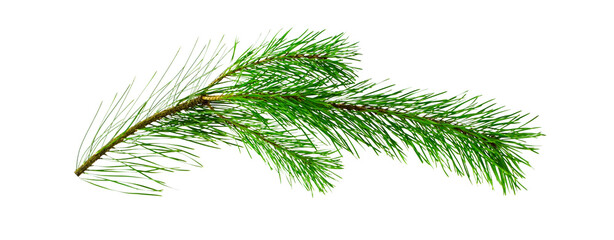 fir tree branch isolated on transparent background
