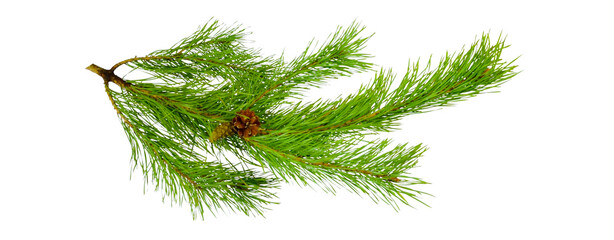 seamless pine branch isolated on transparent background