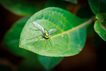 Extreme macro photograph of a vibrant green fly perched on a leaf. The insect’s body shows iridescent colors with bright green tones and hints of red, yellow, and orange.