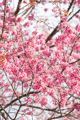 Close-up shot of pink Sakura flowers on a branch.