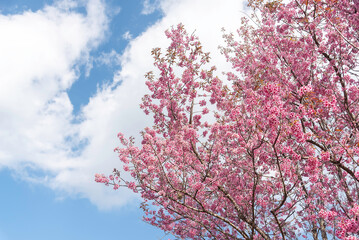 Close-up shot of pink Sakura flowers on a branch.