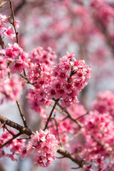 Close-up shot of pink Sakura flowers on a branch.