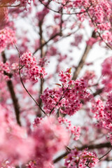 Close-up shot of pink Sakura flowers on a branch.