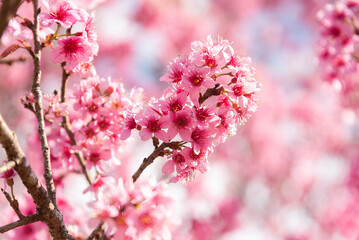 Close-up shot of pink Sakura flowers on a branch.