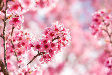 Close-up shot of pink Sakura flowers on a branch.