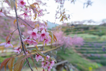 Close-up shot of pink Sakura flowers on a branch.