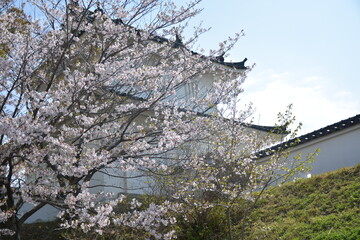 日本のお城に咲く桜