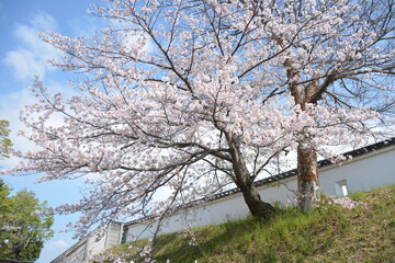 桜の美しい神社の境内