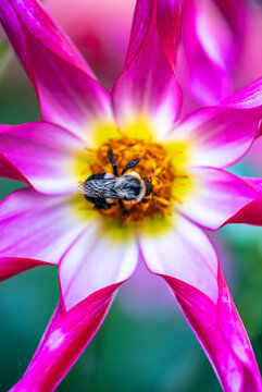 Bumblebee Collects Pollen From Vibrant Pink Dahlia in Summer