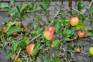 A dwarf tree covered with ripe apples