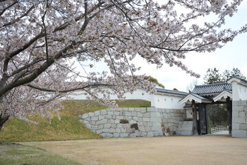 日本のお城に咲く桜