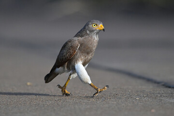 Rufous-winged Buzzard is a striking raptor recognized by its vivid red wings and swift, powerful flight
