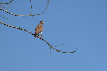 Rufous-winged Buzzard is a striking raptor recognized by its vivid red wings and swift, powerful flight